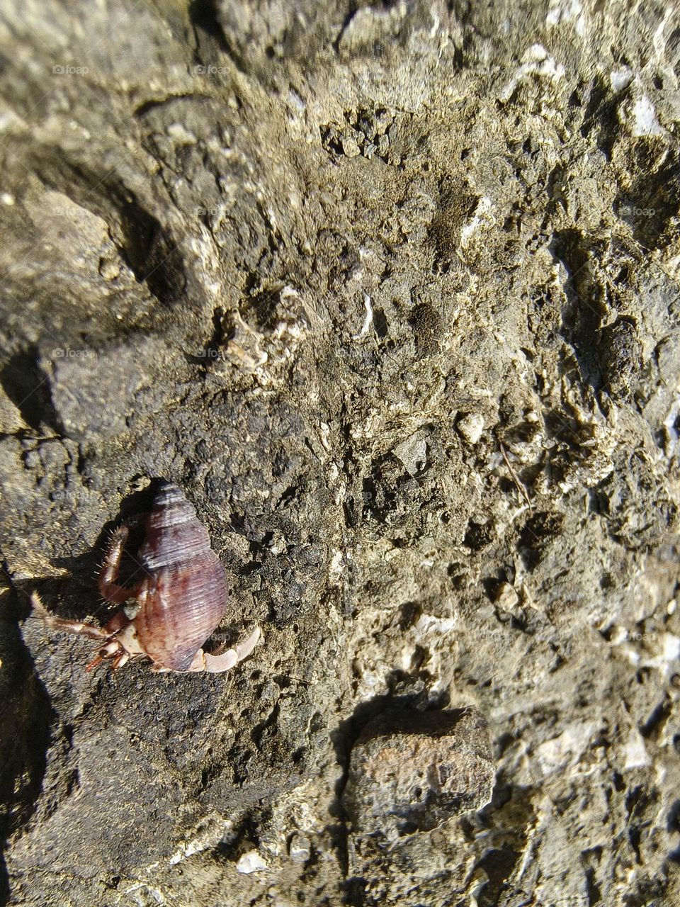 Hermit crab on a rock in the sea, closeup of photo