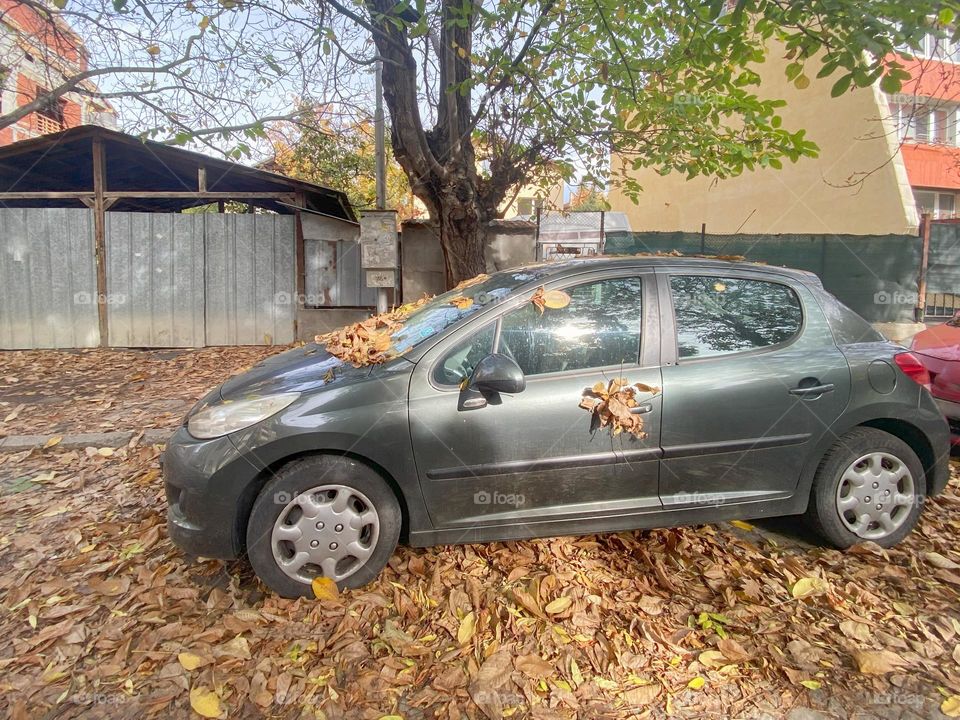 Car covered with autumn leaves