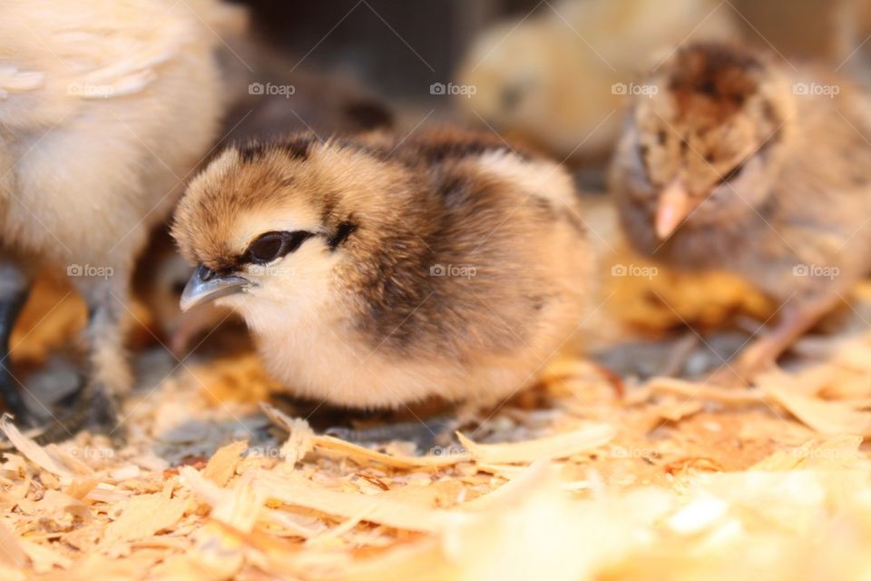 Chick