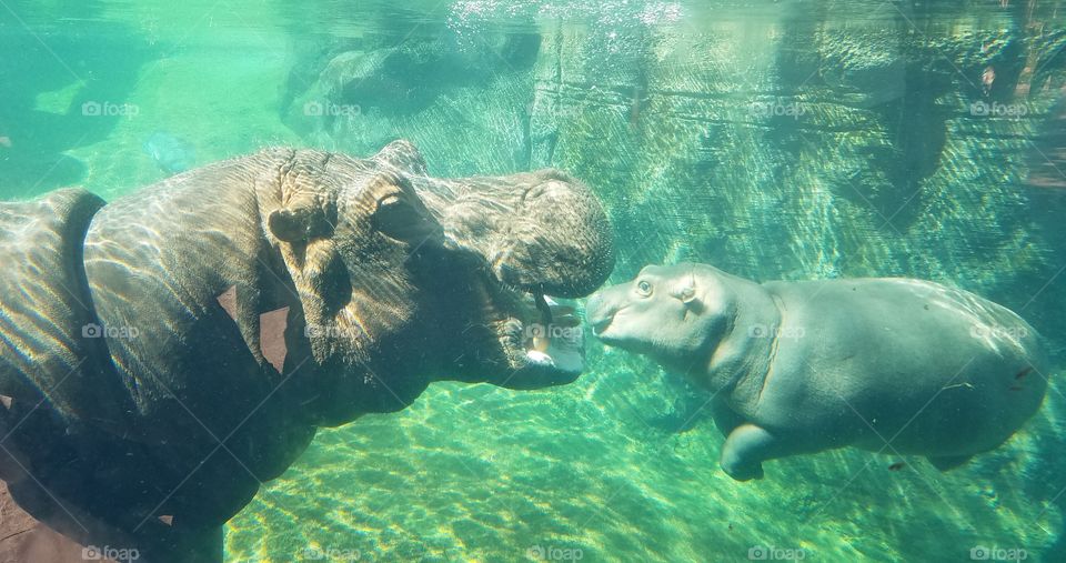 Fiona and her Mom at Cincinnati  Zoo