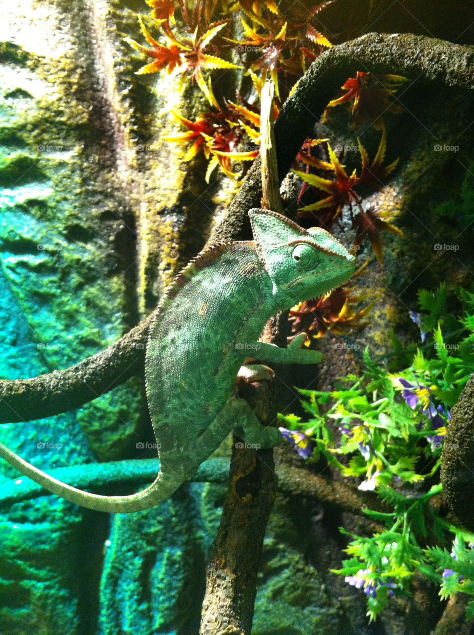green plants colourful lizard by binkyboo