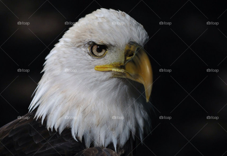 eagle bald by saskins