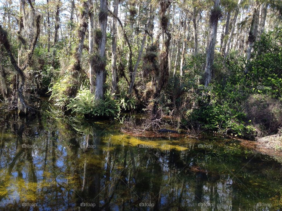 Everglades