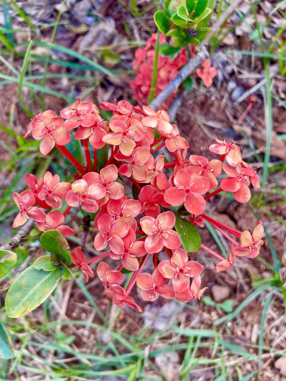 🌹 🇺🇸 Very beautiful flowers to brighten our day.  Live nature and its beauty. Did you like the delicate petals? / 🇧🇷 Flores muito bonitas para alegrar nosso dia. Viva a natureza e sua beleza. Gostaram das pétalas delicadas? 