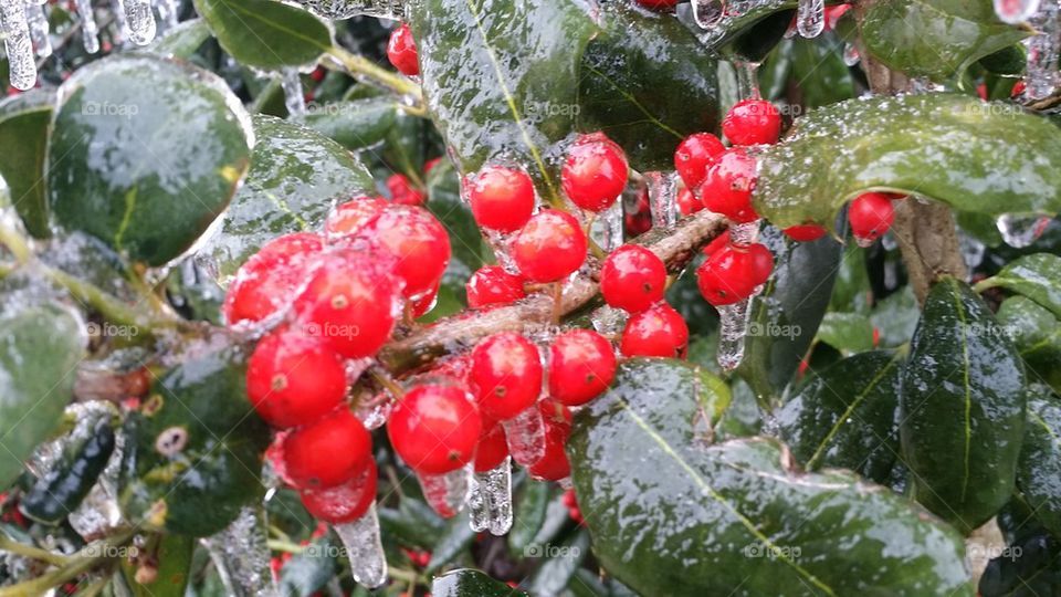 Frozen holly berries
