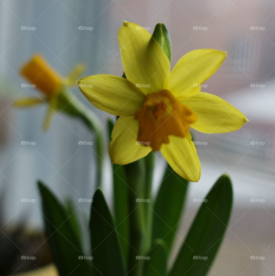 Daffodil  