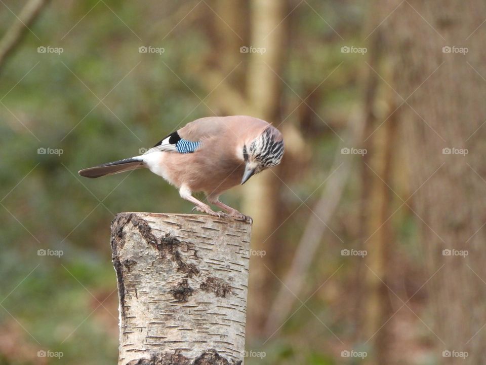 A jay on a tree stump 