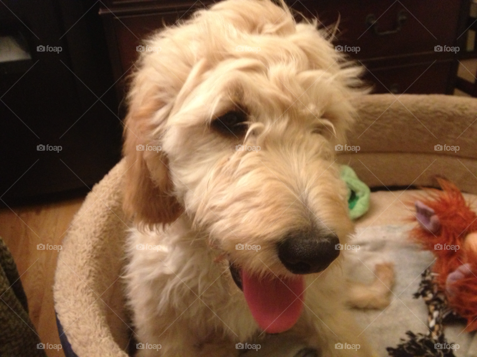 puppy bailey golden doodle by jorussell888