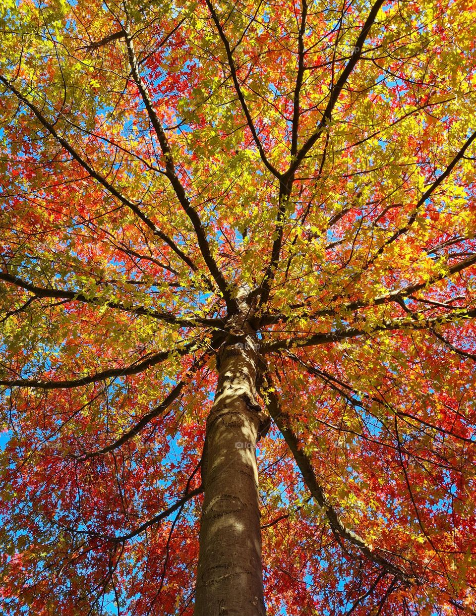 The beautiful colors of fall are so warm.On a sunny day it's look like as if you stepped into a fairytale.