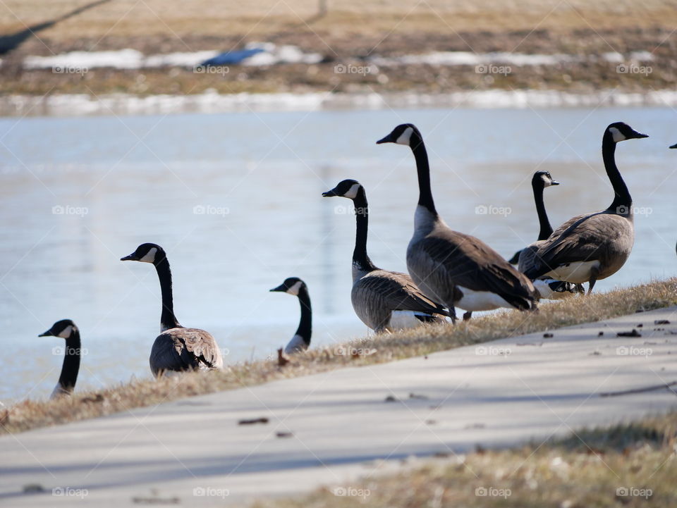 Several geese gaze upon a local pond, while two muskrats swim near by.