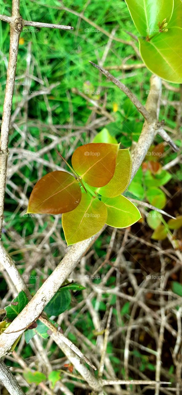 colorfull tree leaves on tree sri lanka