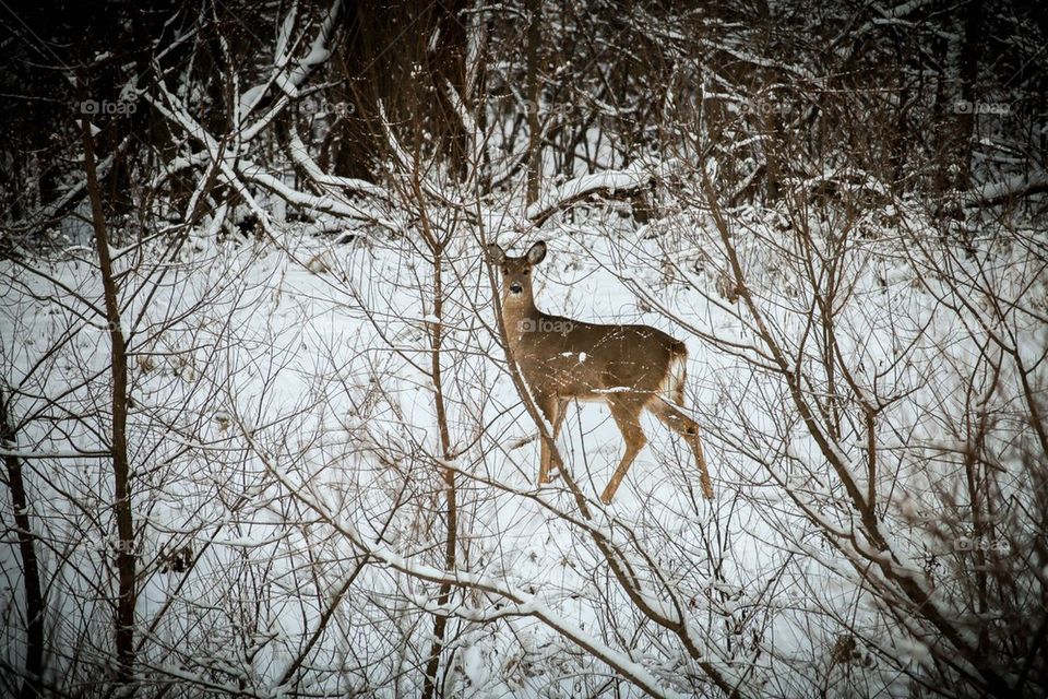 Deer in snow
