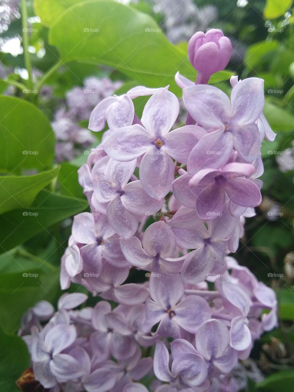 Lilacs