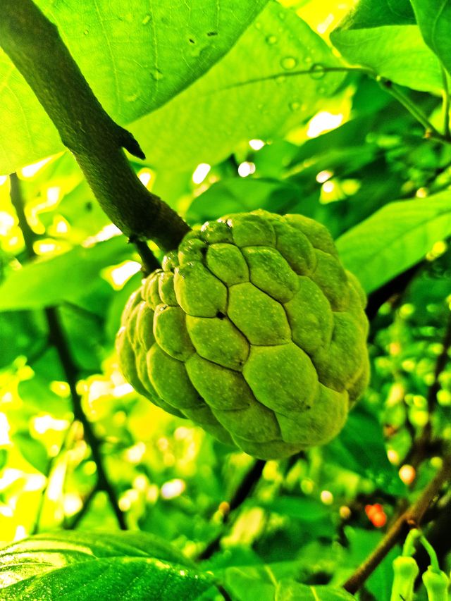custard Apple