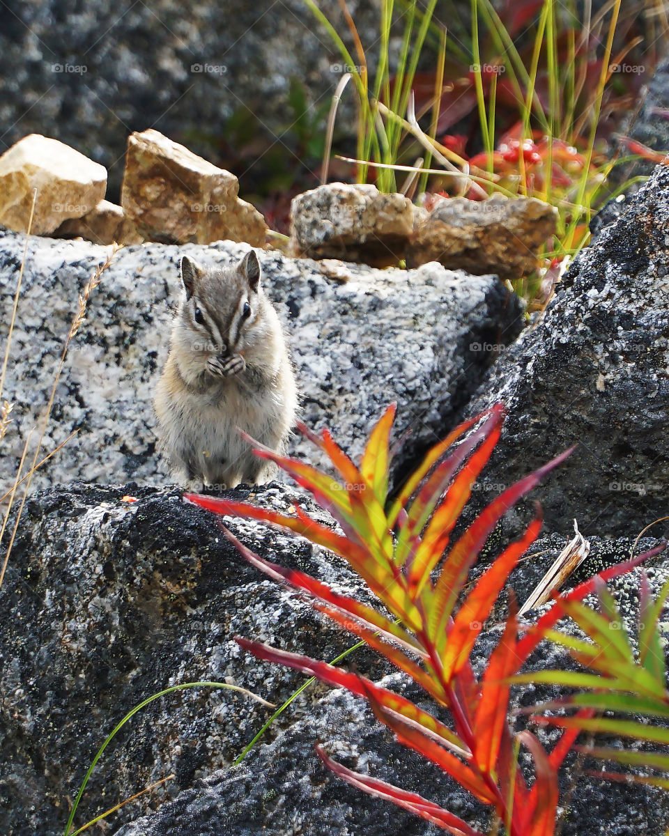 Chipmunk with fall leaves