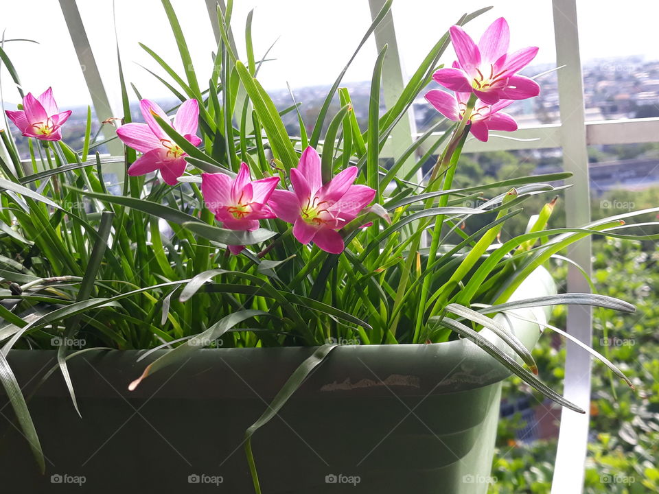 Adorables  floweres!