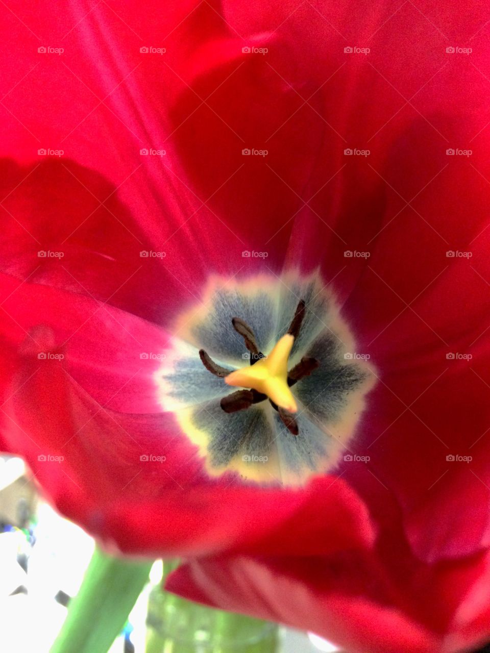 Tulip
