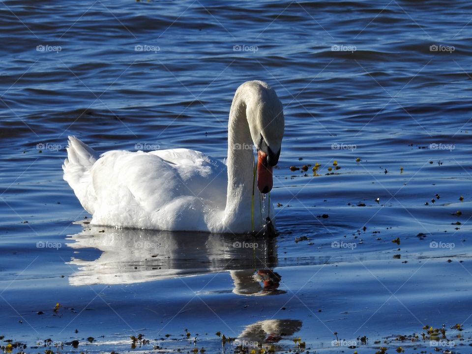 Swan with water drops