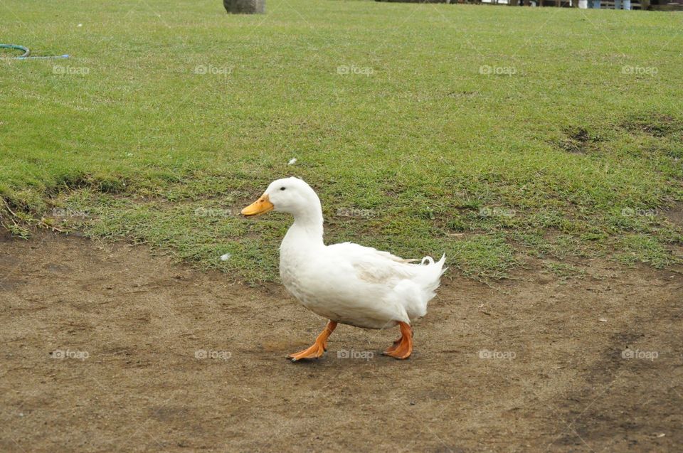 duck