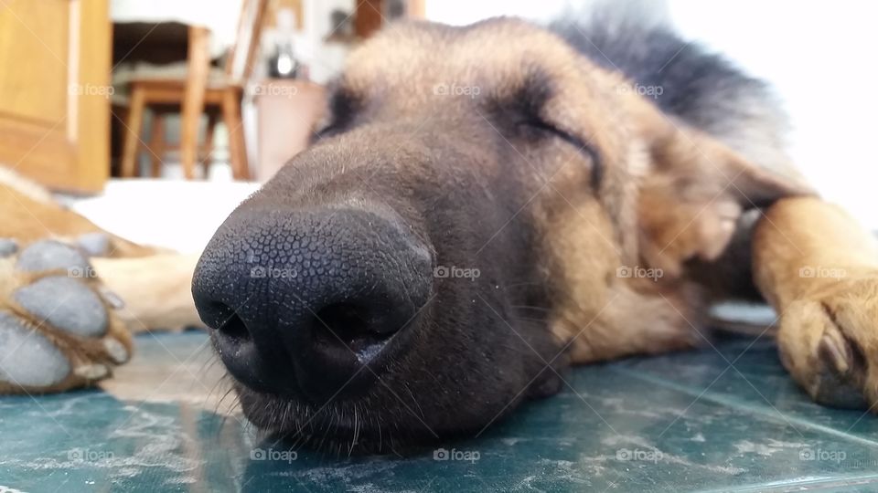 Does not look like German Shepherd but it is! This is a new member of our family 7  months old now calls Maxi.