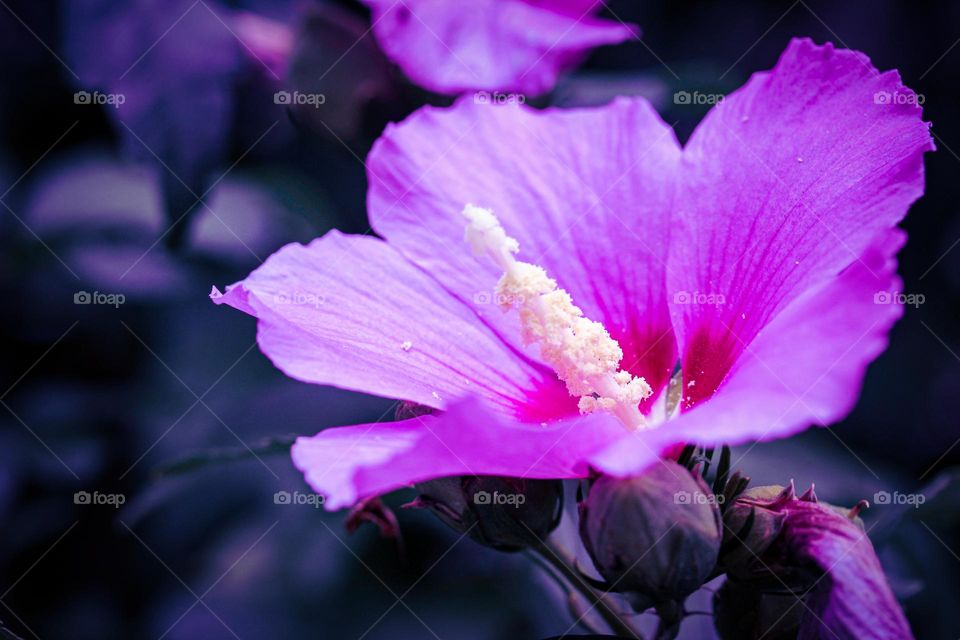 A purple flower and buds