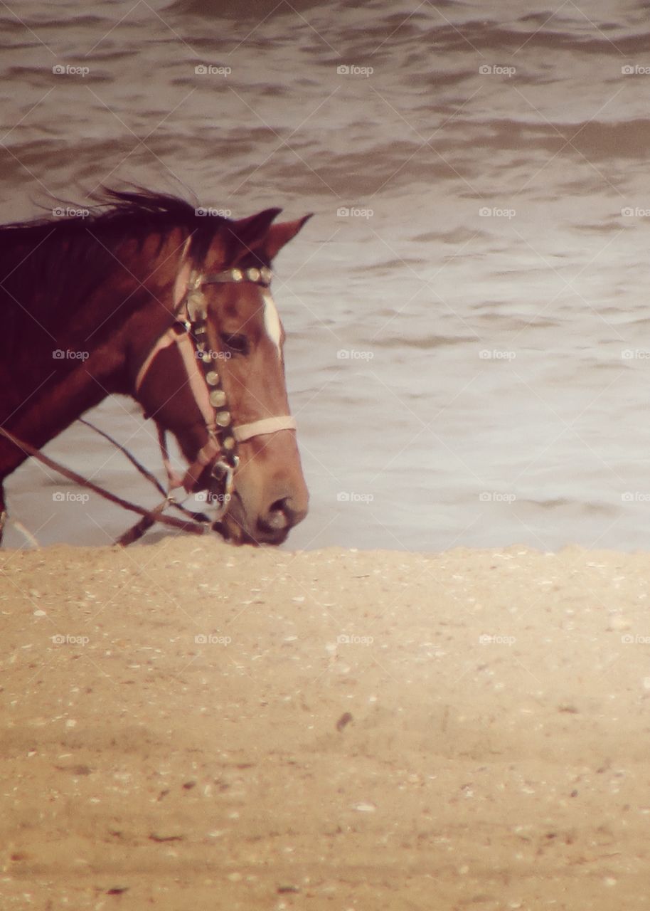 Horse walking in the beach