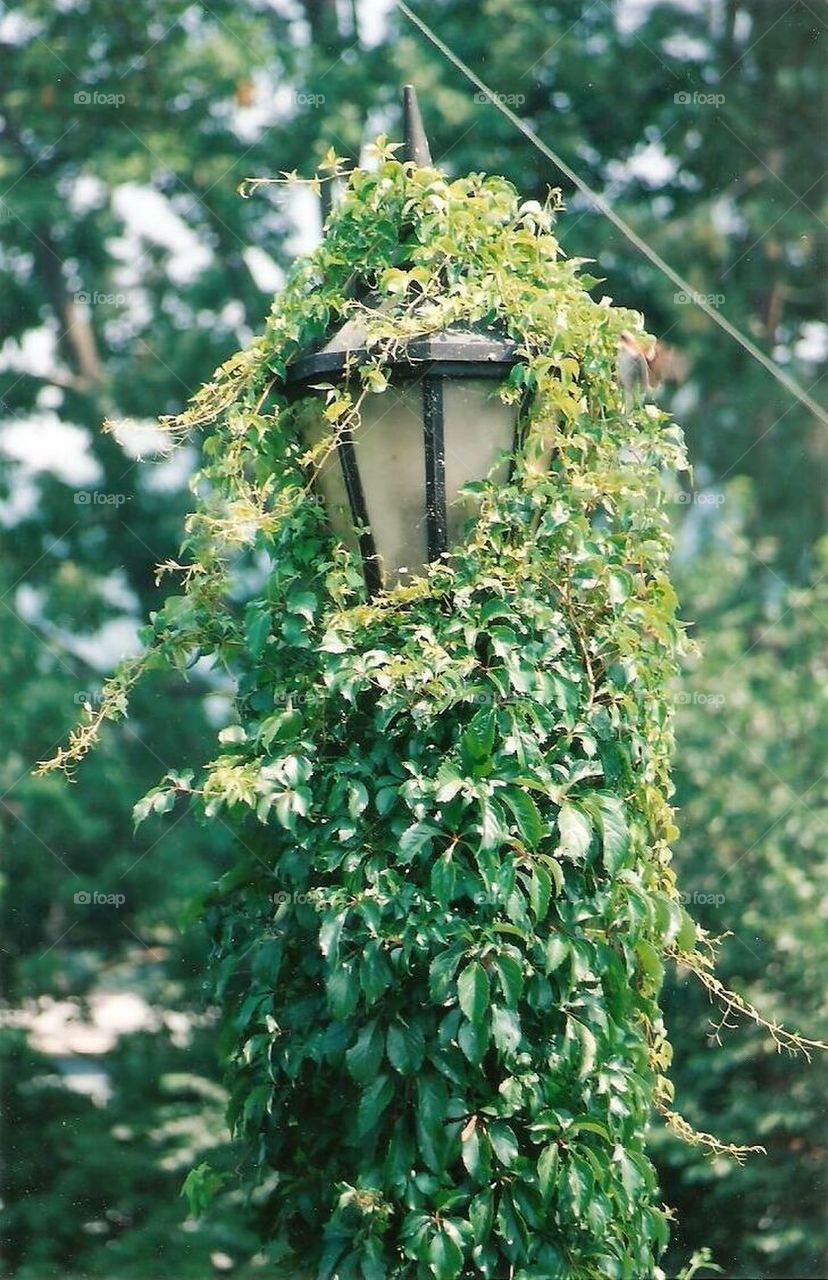 Lamp post covered in greenery