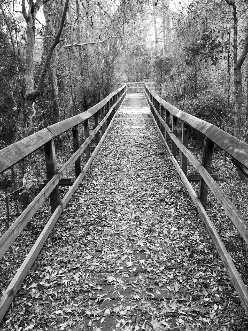 Trail bridge 