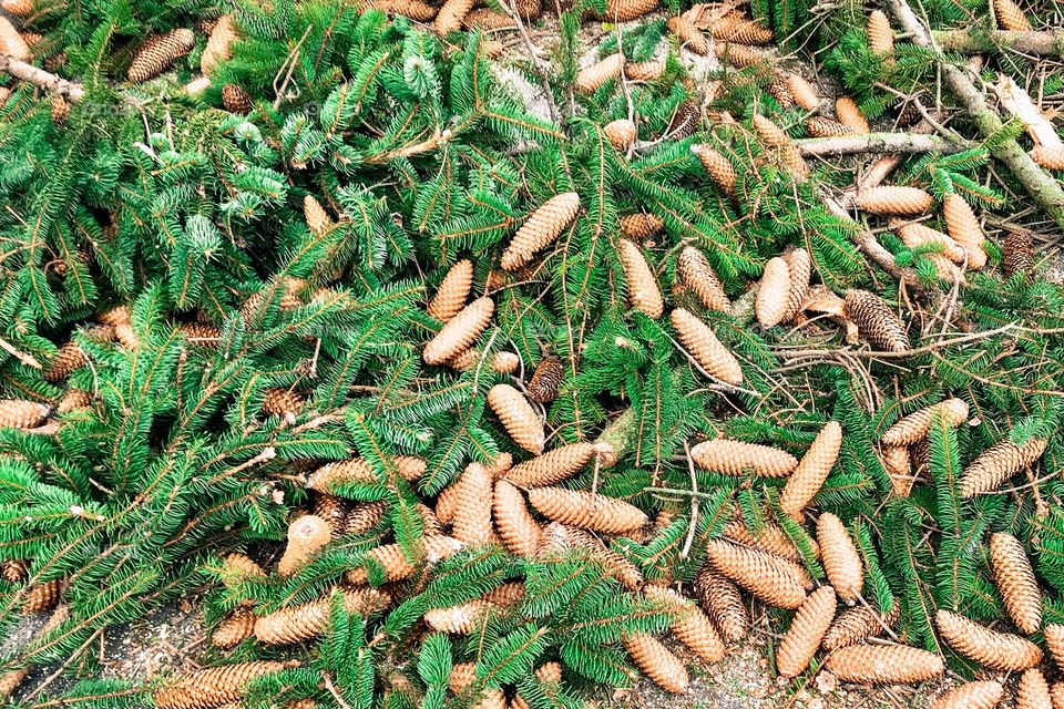 High angle view of pine cones