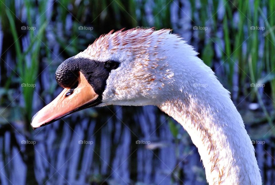 A picture of a swan I took a while ago
