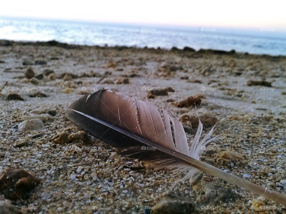 gulf shore feather