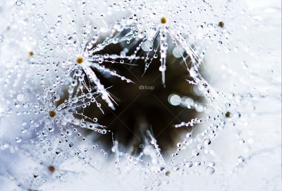 Dandelion's head with dew