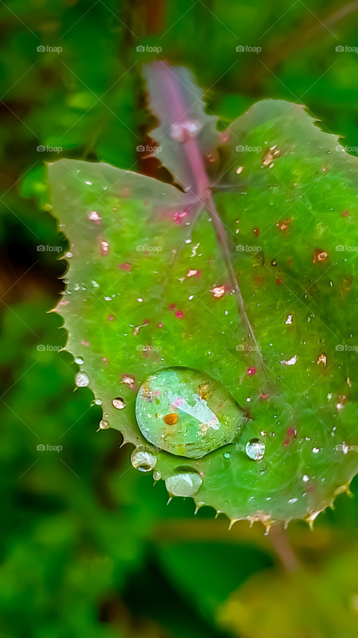 Rain drops on the leaf.
Gotas de chuva na folha.
