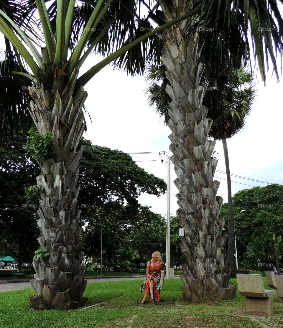 Giant palm trees in Thailand 