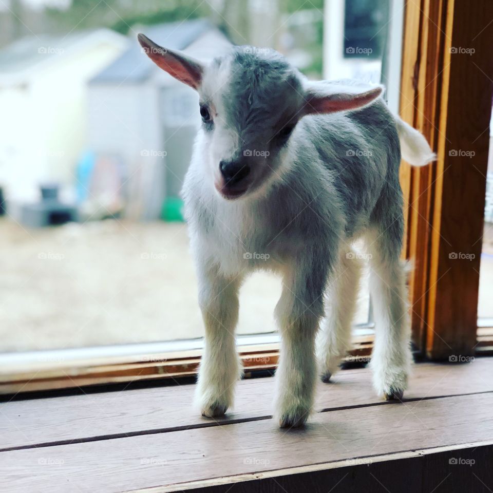 Cutest goat ever 