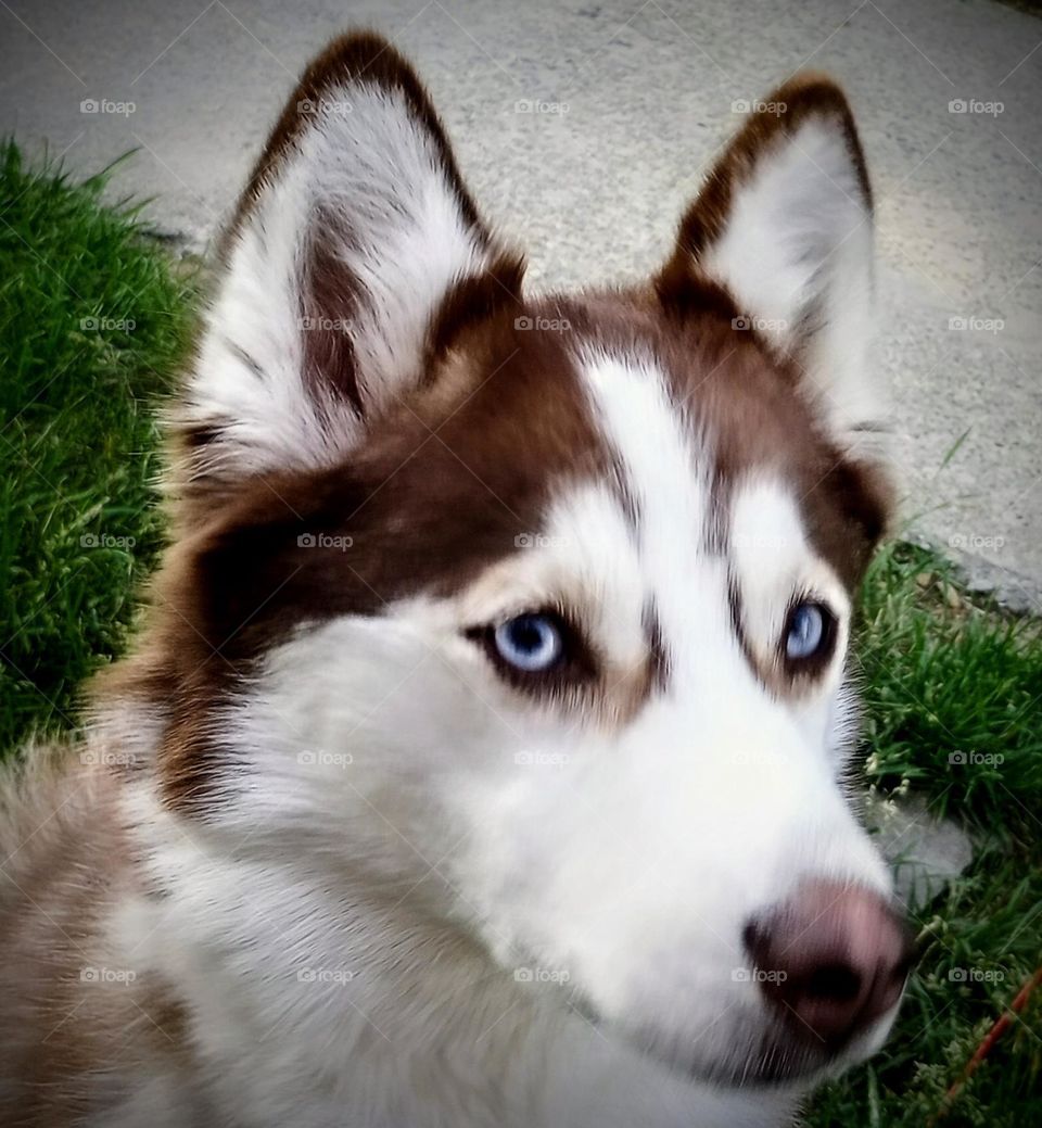Blue Eyed Dog