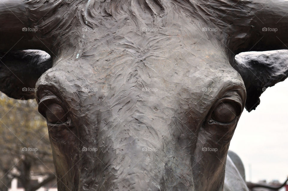 statue eyes cow texas by refocusphoto