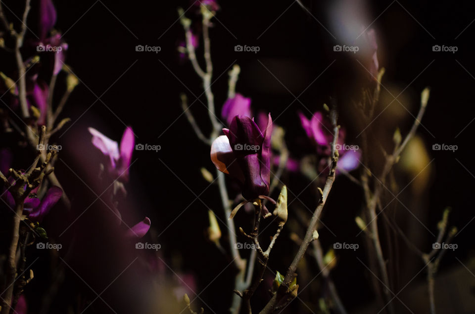 nocturnal flowers 🌸🌺