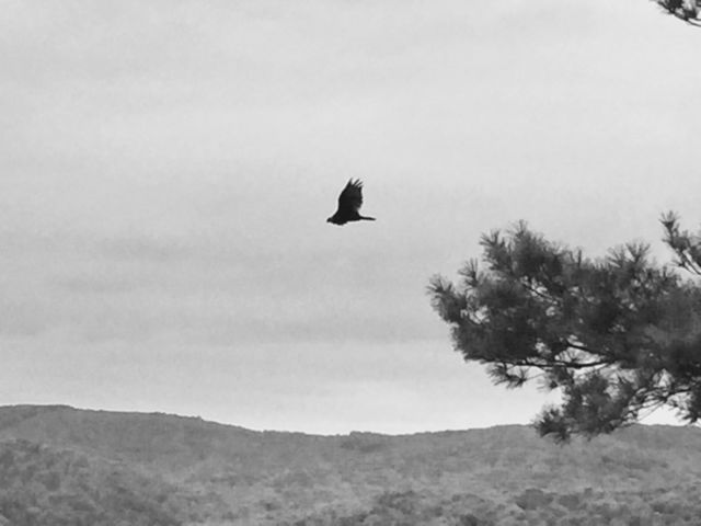 Raptor 