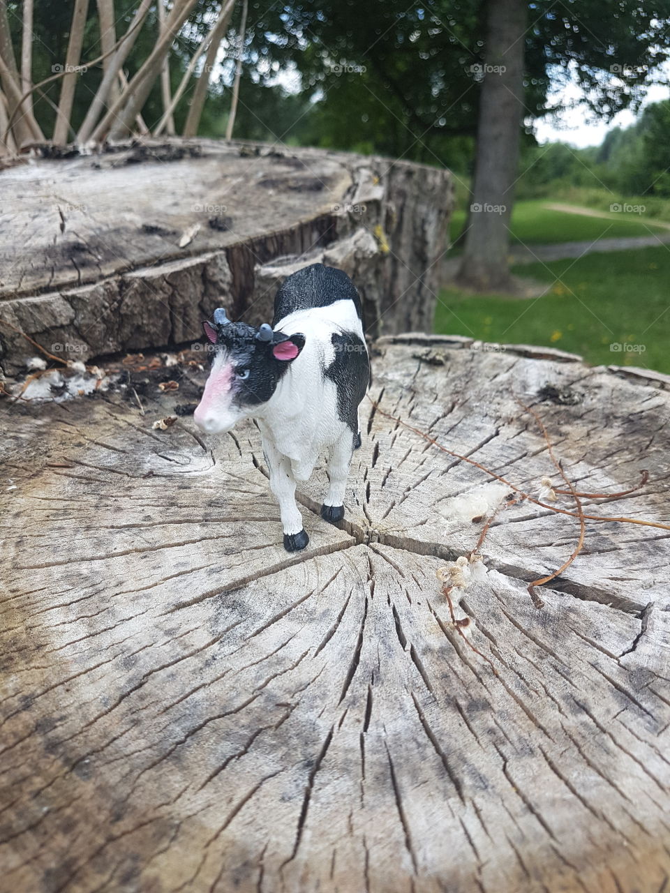 cow on a log