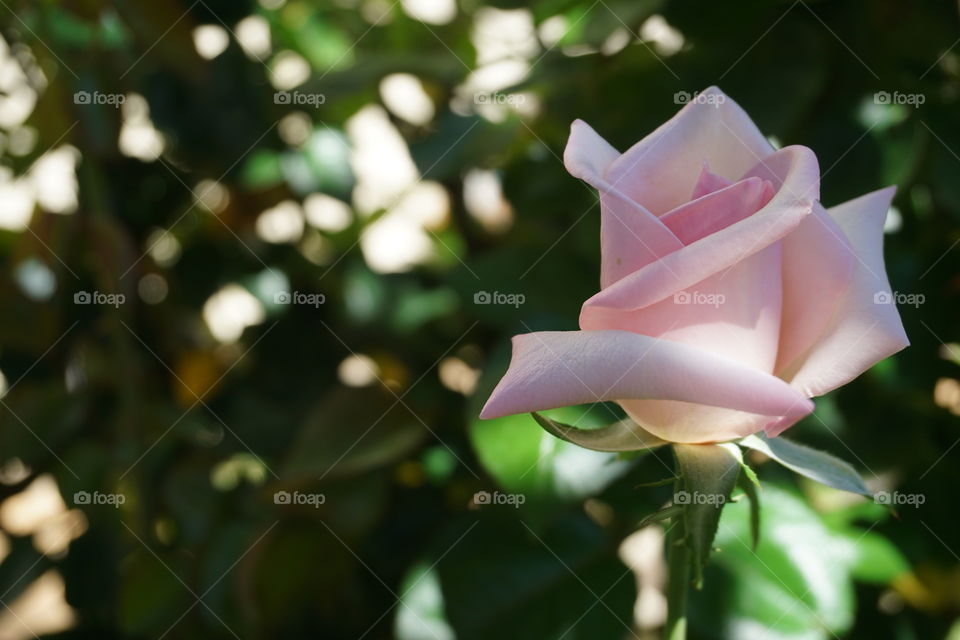 Pink rose, background