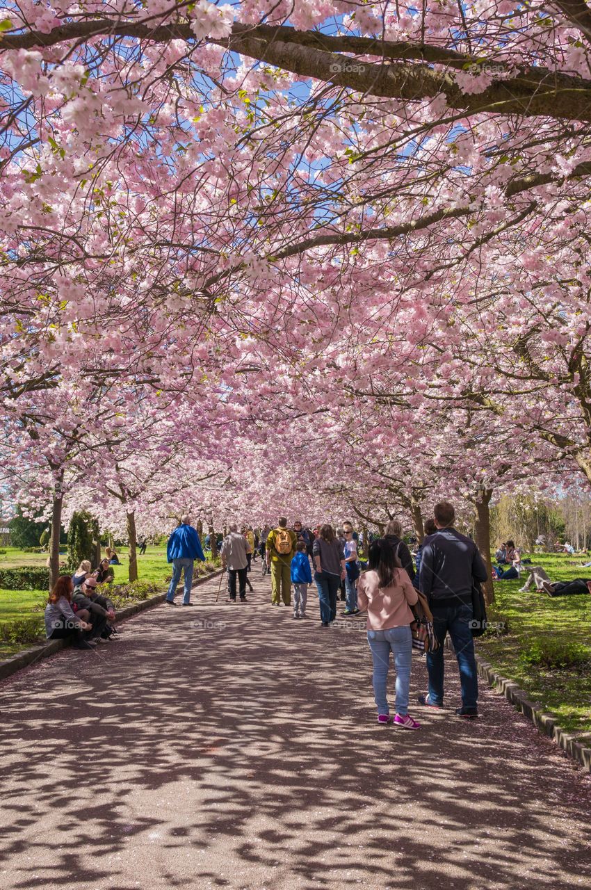 Pink park