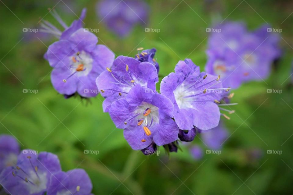 Beautiful wildflower on a spring day 
