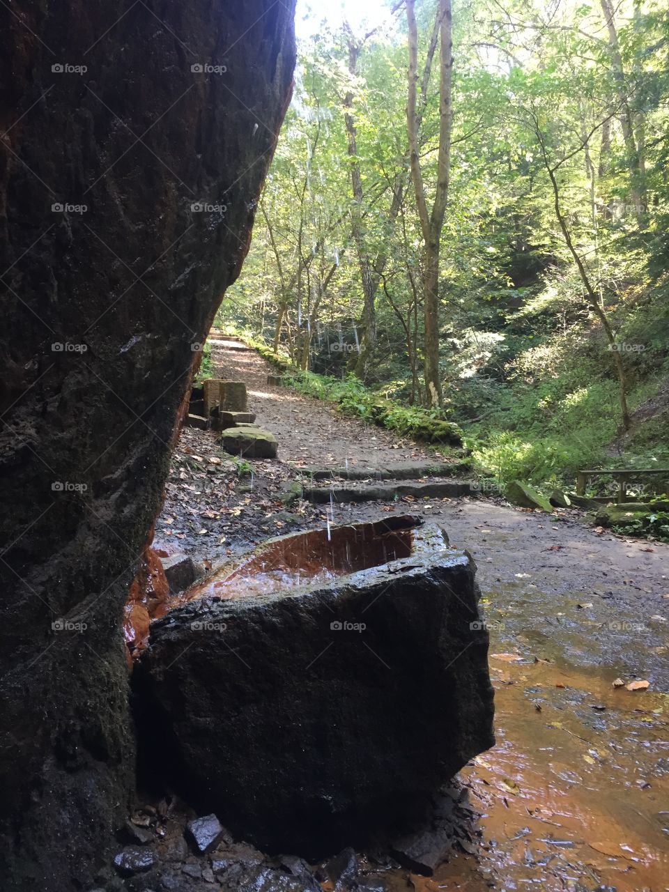 No Person, Tree, Water, Wood, Landscape