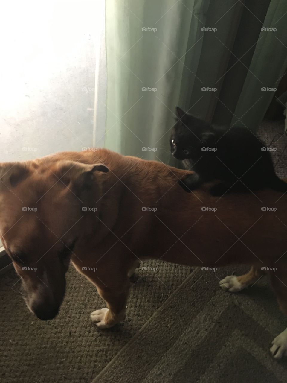 Cat Sitting On Top of Dog 