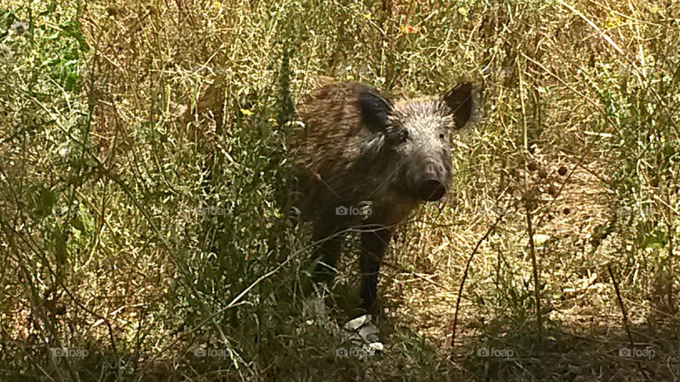 curious sardinian wildboar