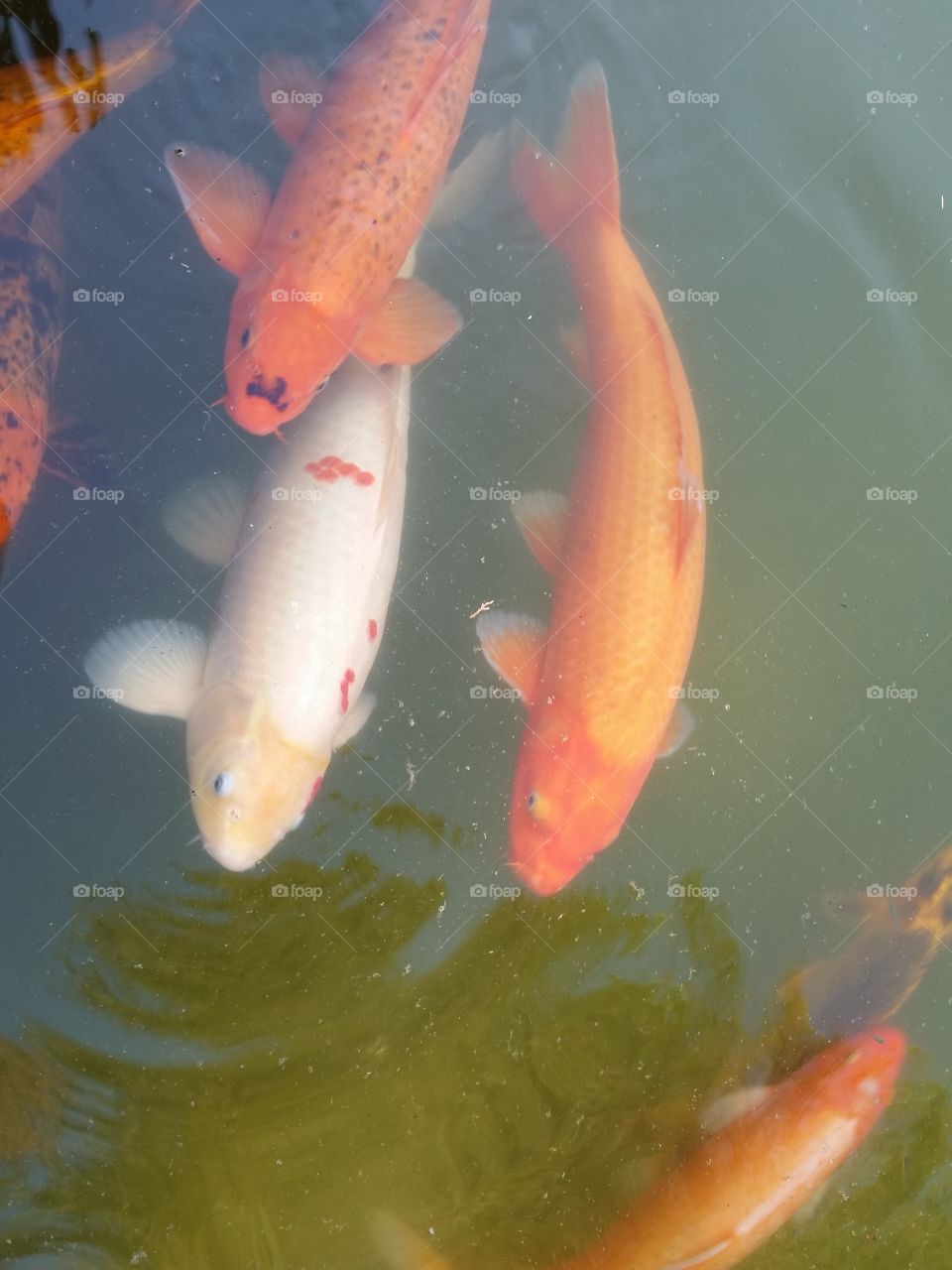 Koi fish. Multicolored Koi fish (brocaded carp)