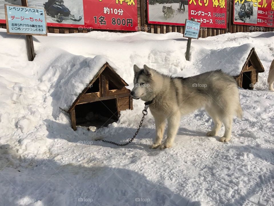 Snow dog