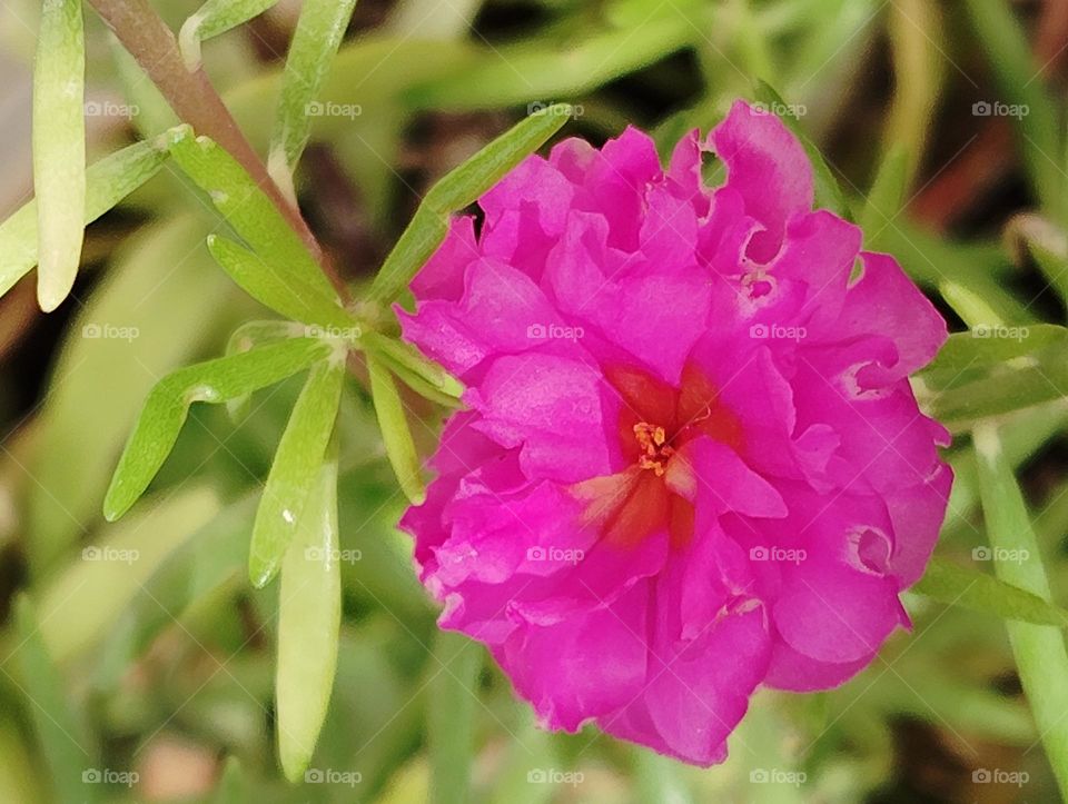 pink flower seasonal fresh shurb looks very beautiful generally found everywhere seasonal