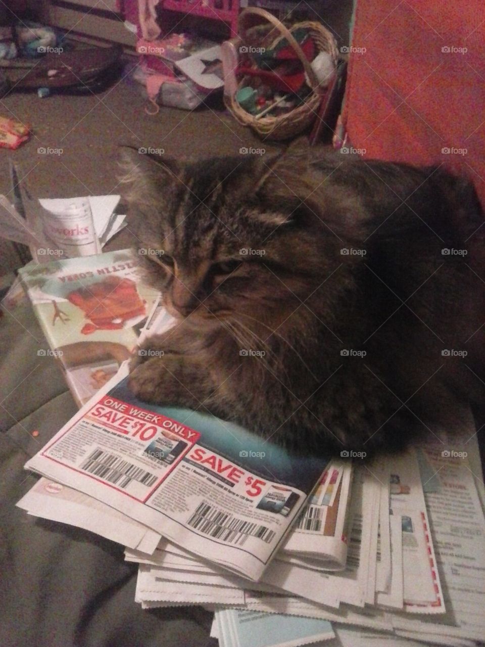 coupon cat. my cat helping me clip coupons 